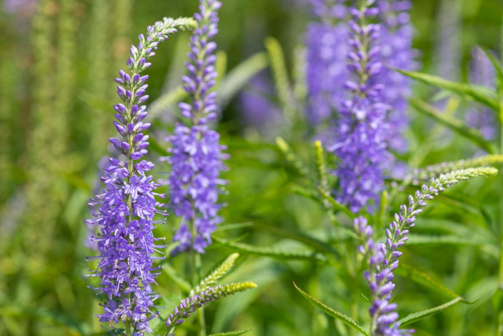 34 Beautiful Perennial Plants That Keep Deer Away