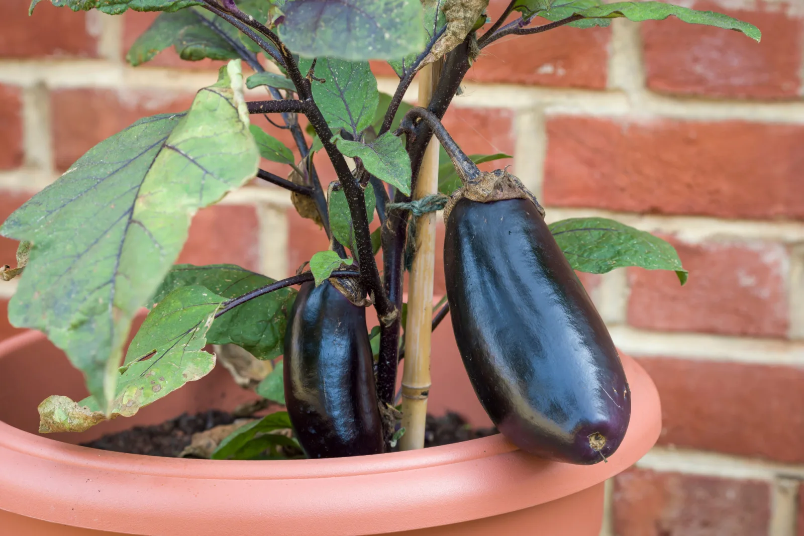 Closeup detail of aubergine fruit (eggplant) plant growing outside in a pot