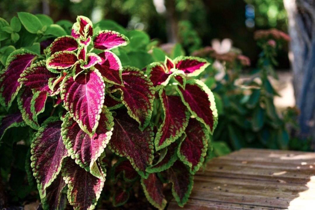 Discover 9 Container Plants for Shady Spaces