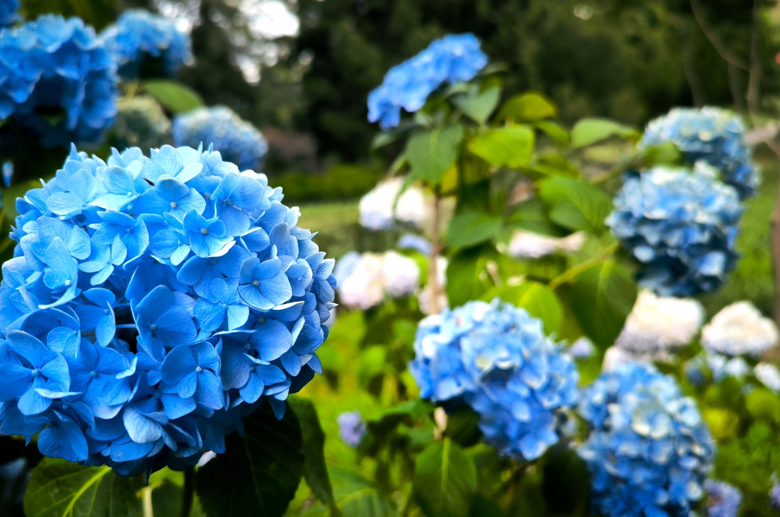 Colourful Hydrangea