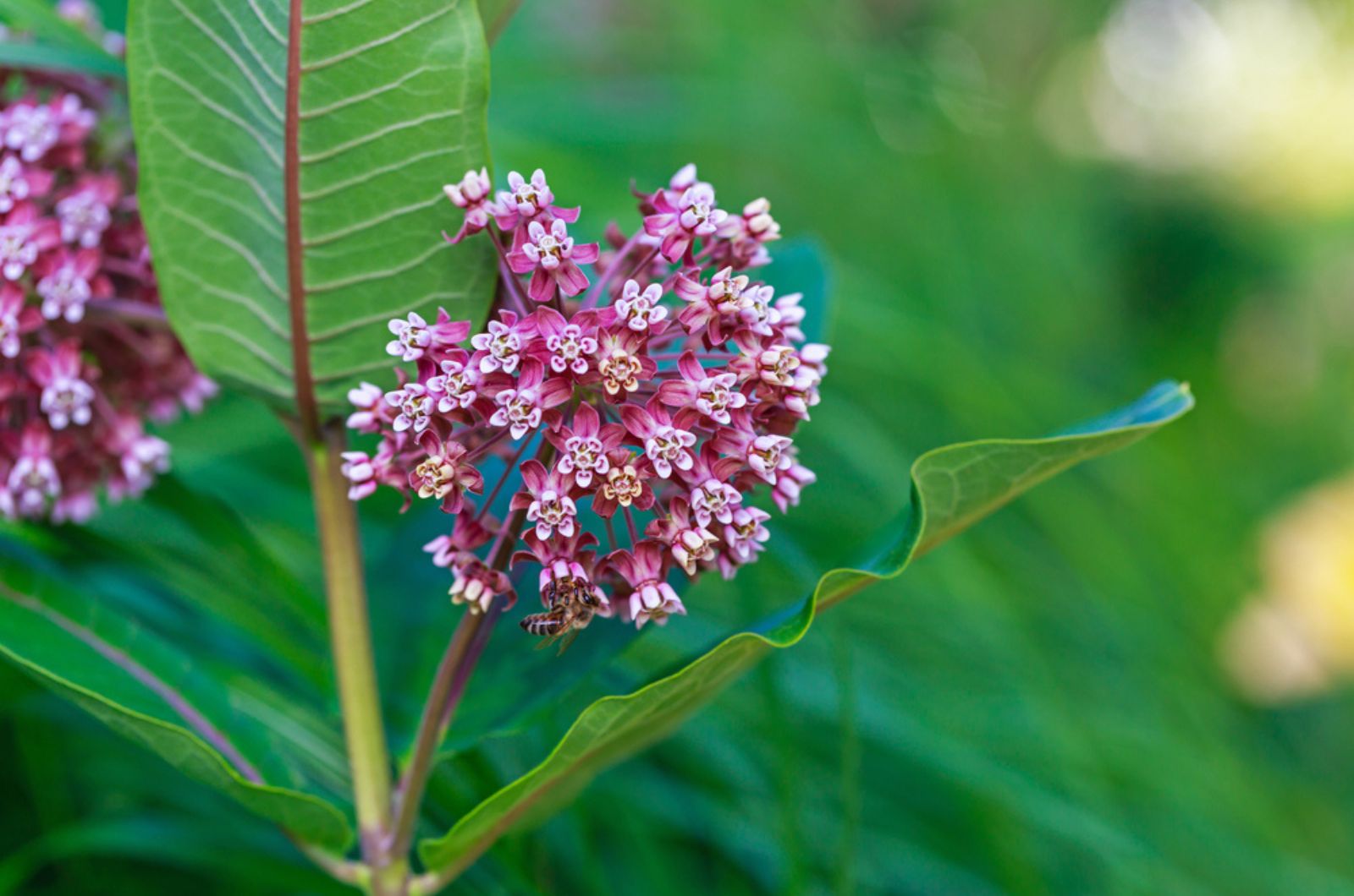 milkweed