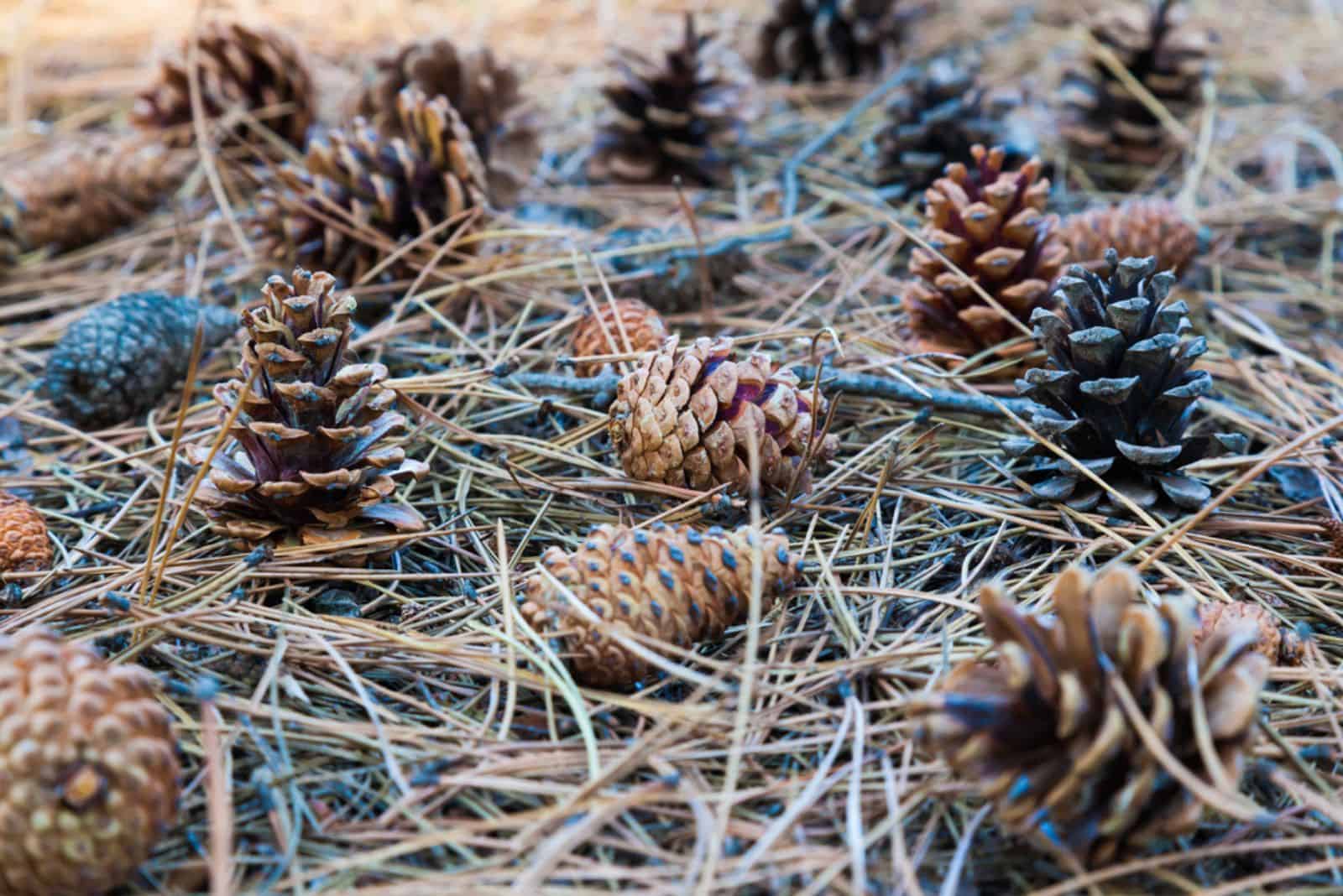Cones lie on the ground with dried pine needles.