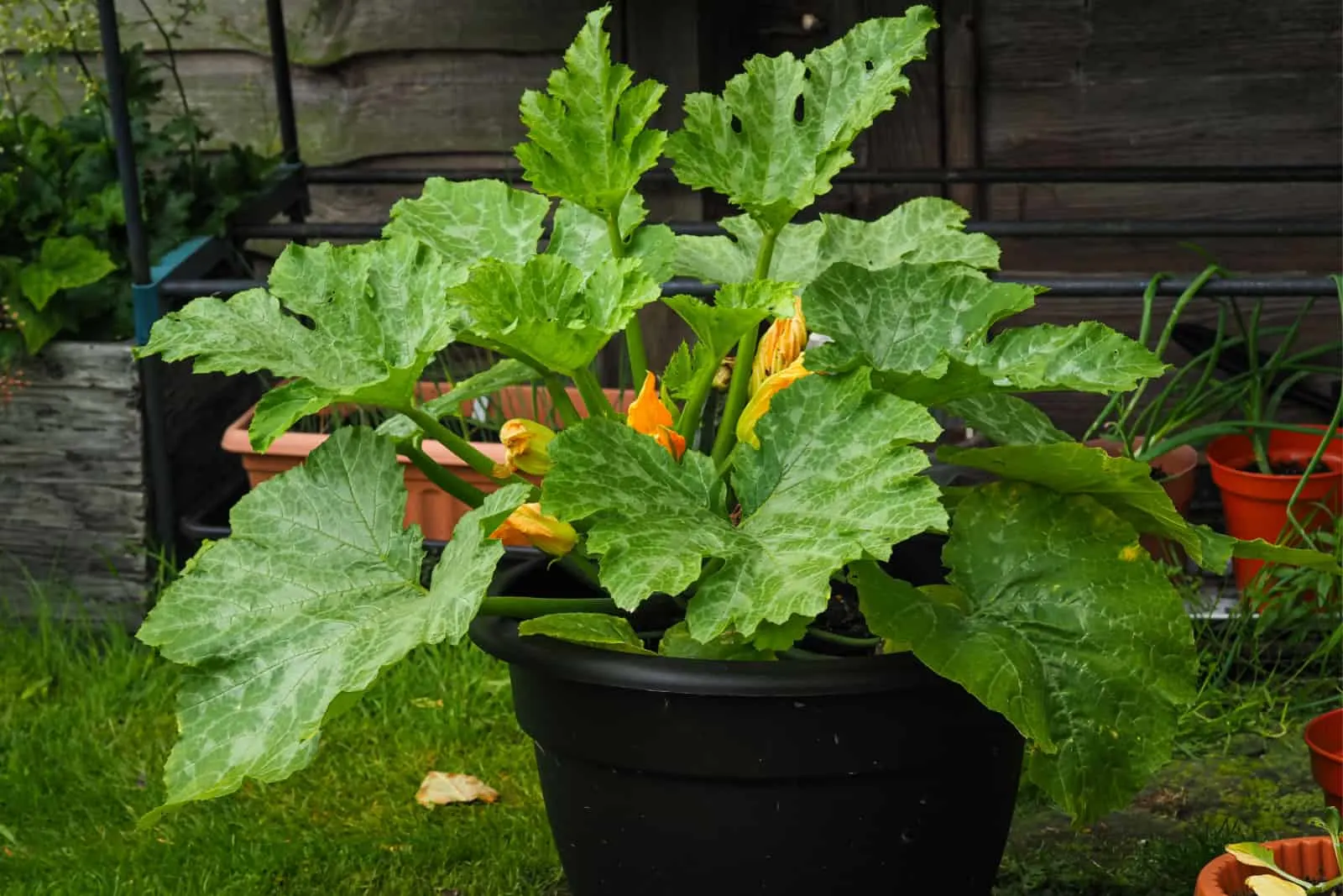 Courgette plant, variety Midnight, growing in a black plastic containder