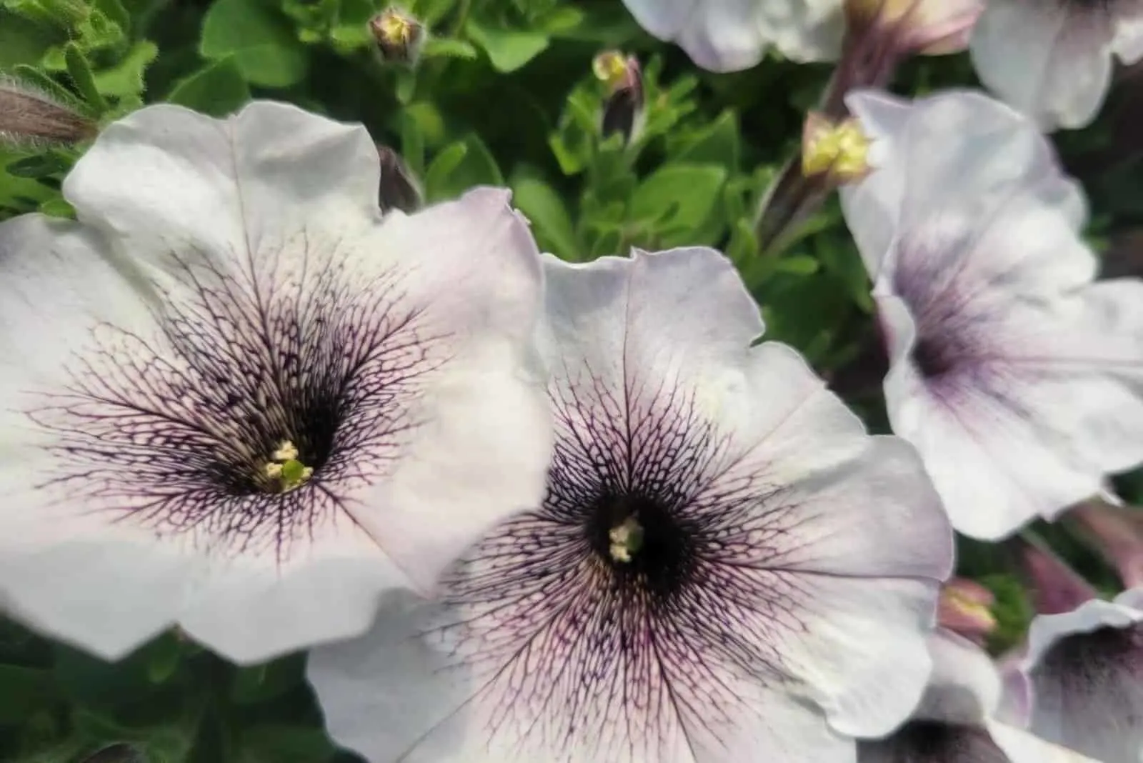 11 Gorgeous Black And White Flowers For An Elegant Decor