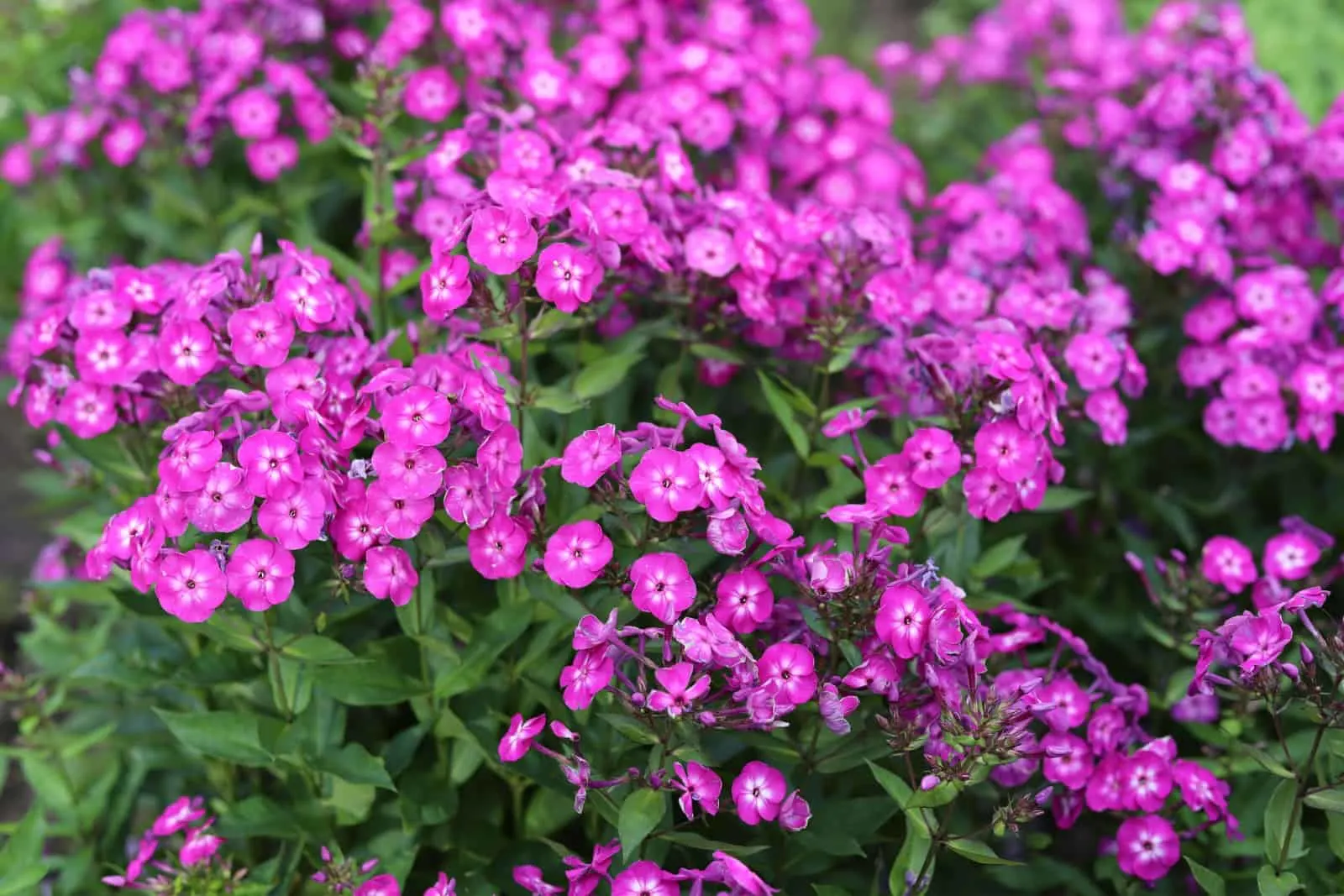 creeping phlox subulata, also known as the moss phlox