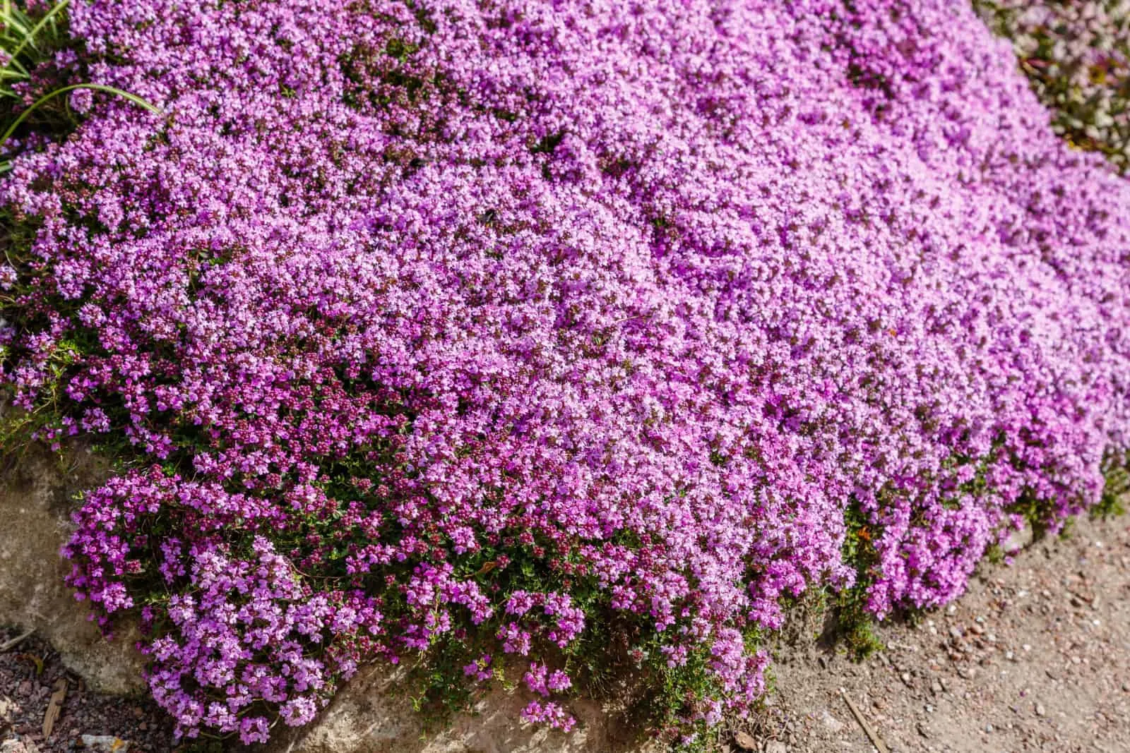 Creeping thyme (thymus serpyllum) is a beautiful perennial plant for the rock garden.
