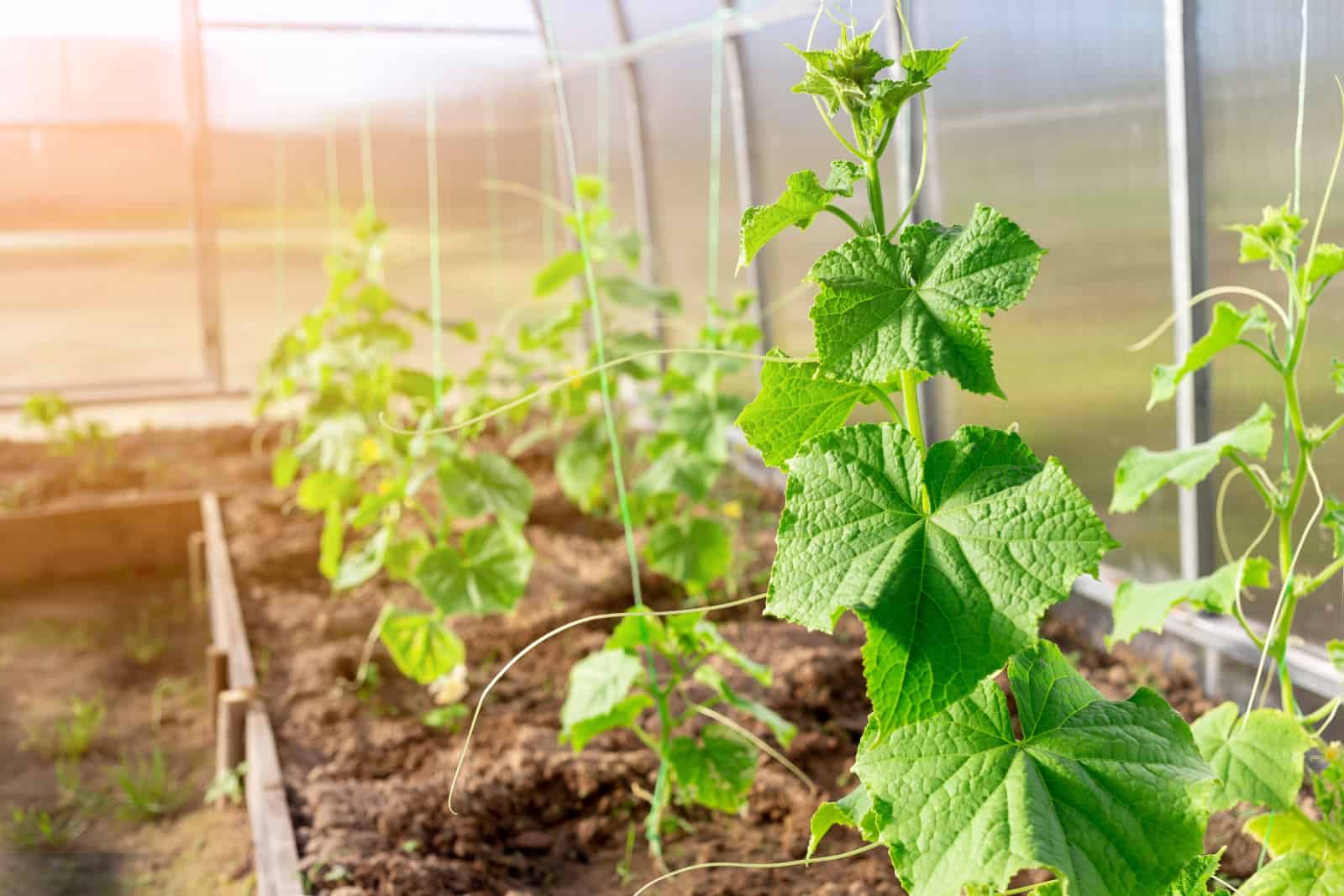 Cucumber seedlings are tied in a greenhouse