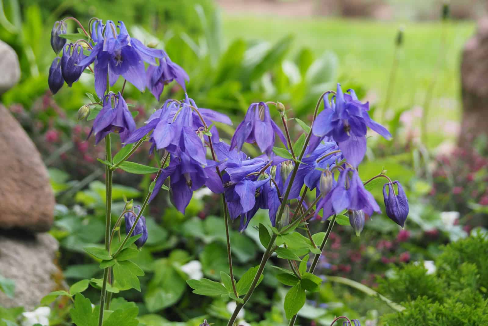 Early blooming columbine flowers for garden and park landscaping