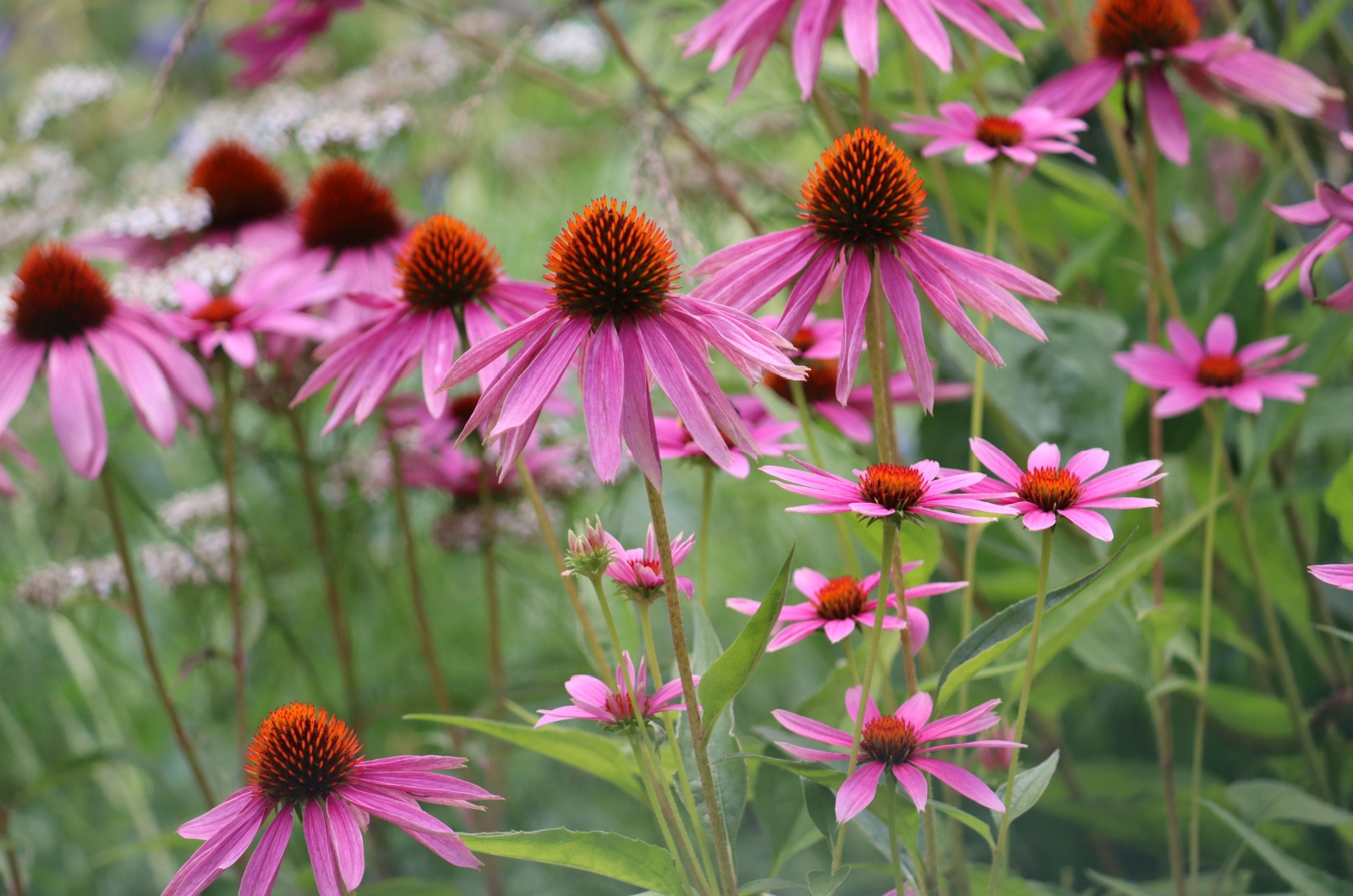 Echinacea flowers