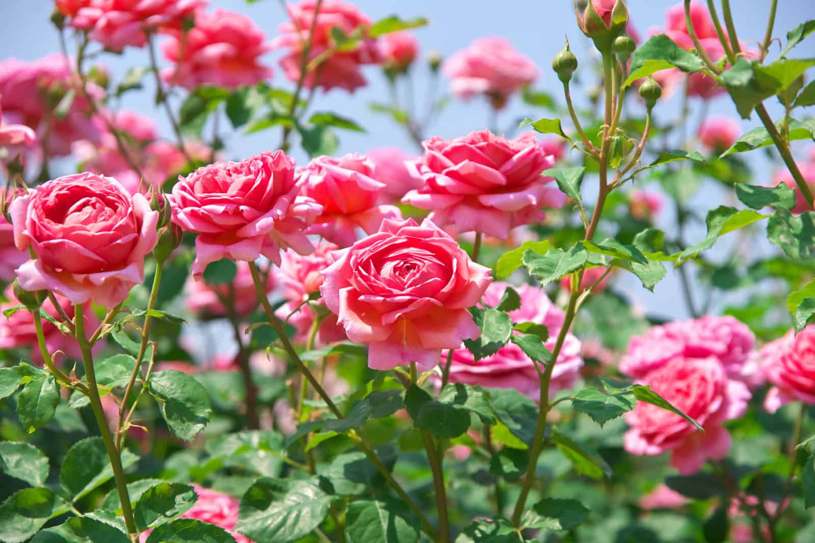 English roses garden in Sennan City