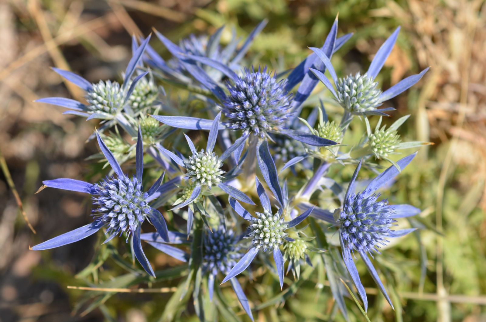 Eryngium Amethystinum