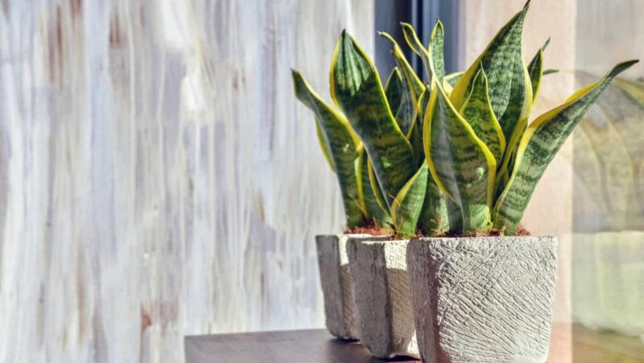 Expand Your Plant Collection With These 9 Easy-to-propagate Houseplants