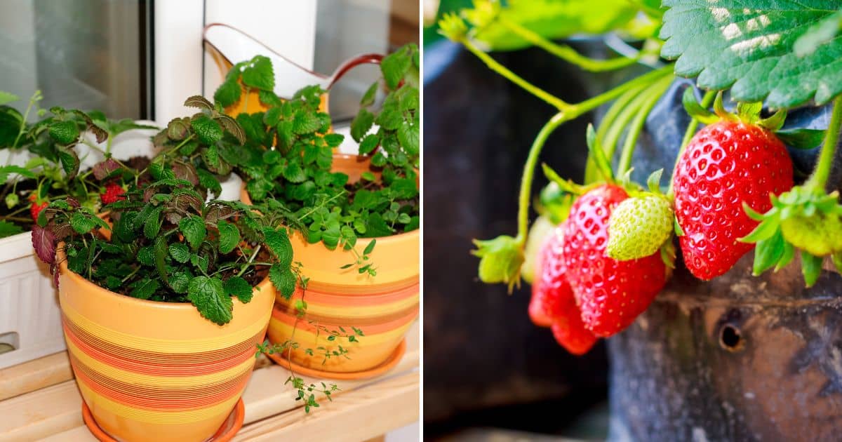 Expert Tips For How To Grow Strawberries In Pots