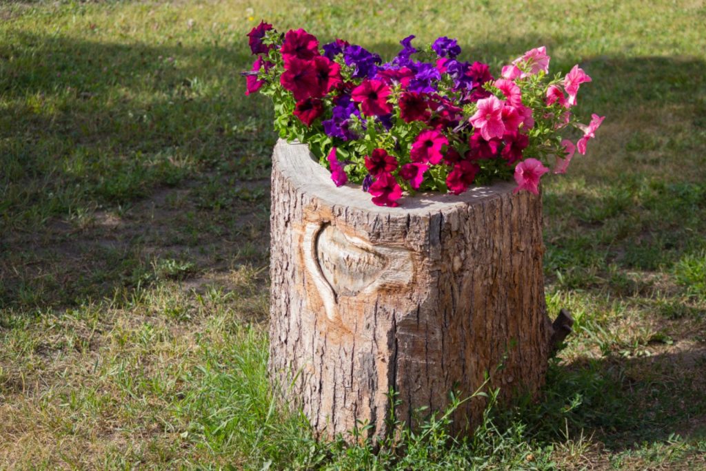 11 Eye-Catching Ideas For Landscaping With Petunias