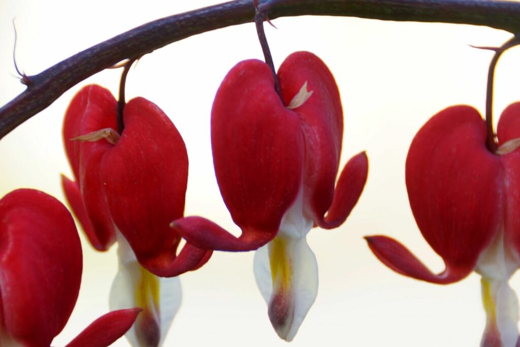 Flowers of Bleeding heart