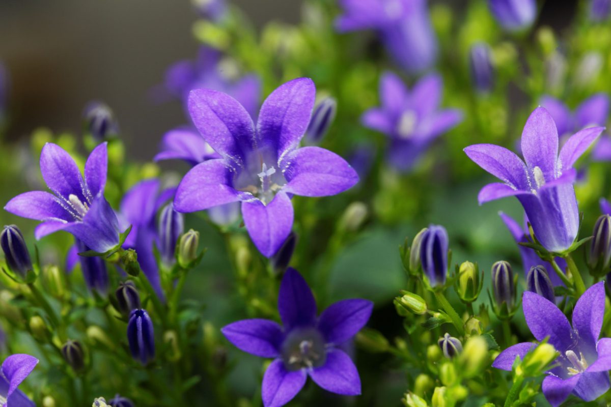 21 Longest Blooming Perennials For A Never-Ending Season