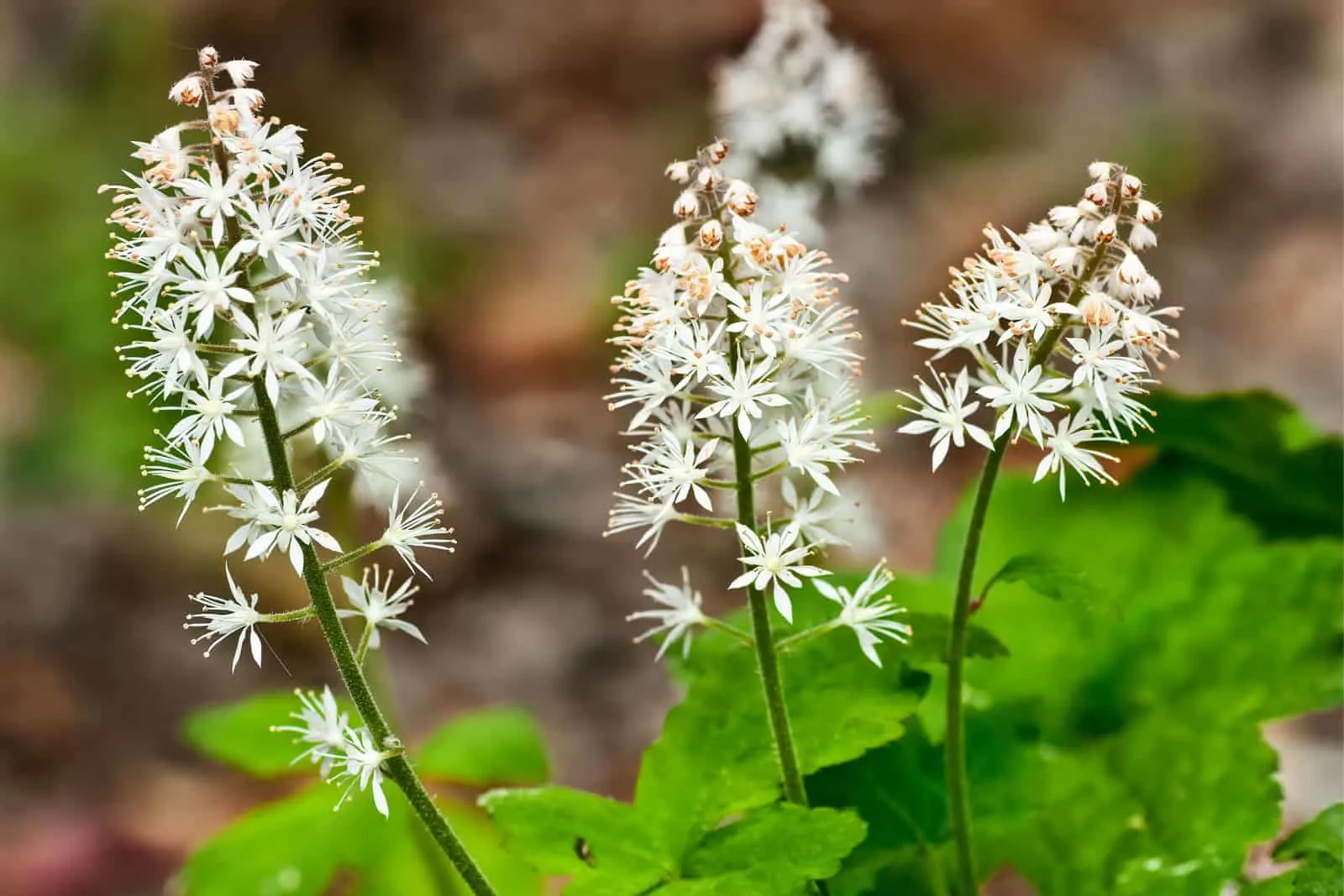 Foamflower (Tiarella cordifolia)