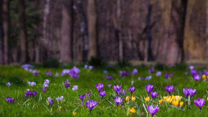 Forestry Expert Reveals Top Lawn Plant For Homeowners With Surprising Results