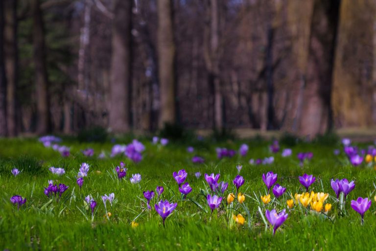 Beautiful Wide Angle Nature Spring Landscape