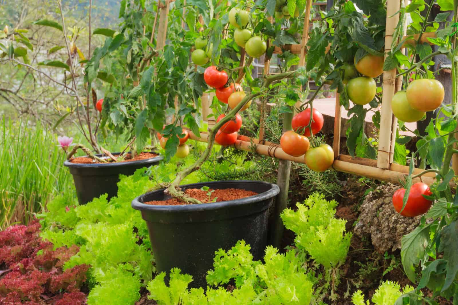 Fresh Tomato and Lettuce in Nontoxic Vegetable Garden.