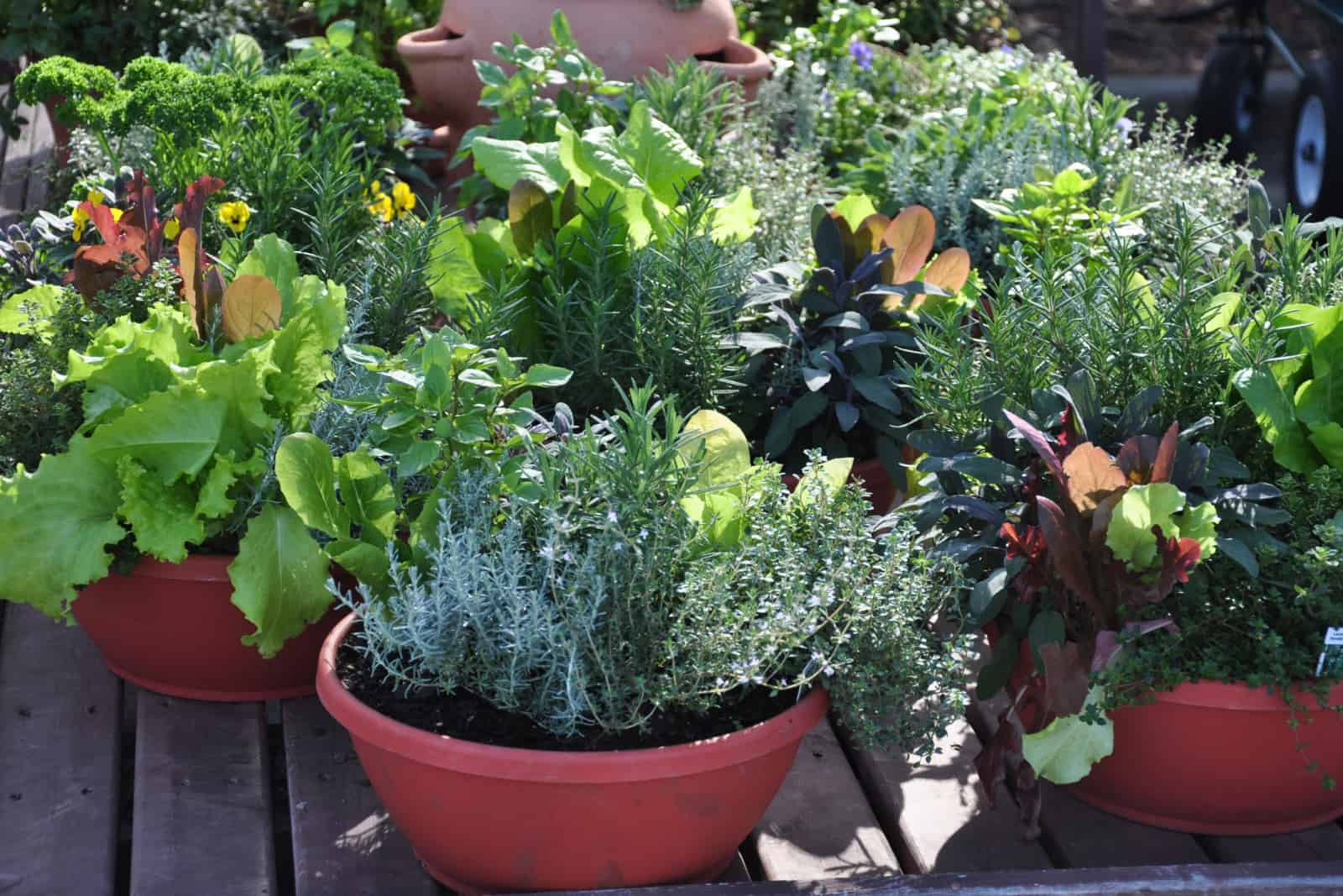 Fresh herbs grown in compact containers suitable for backyard or patio gardening