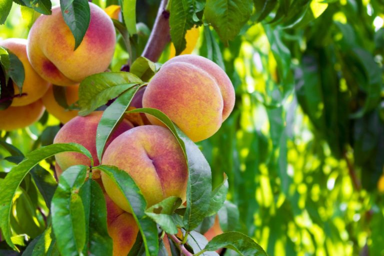 9 Fruit Trees That Can Grow And Thrive Indoors