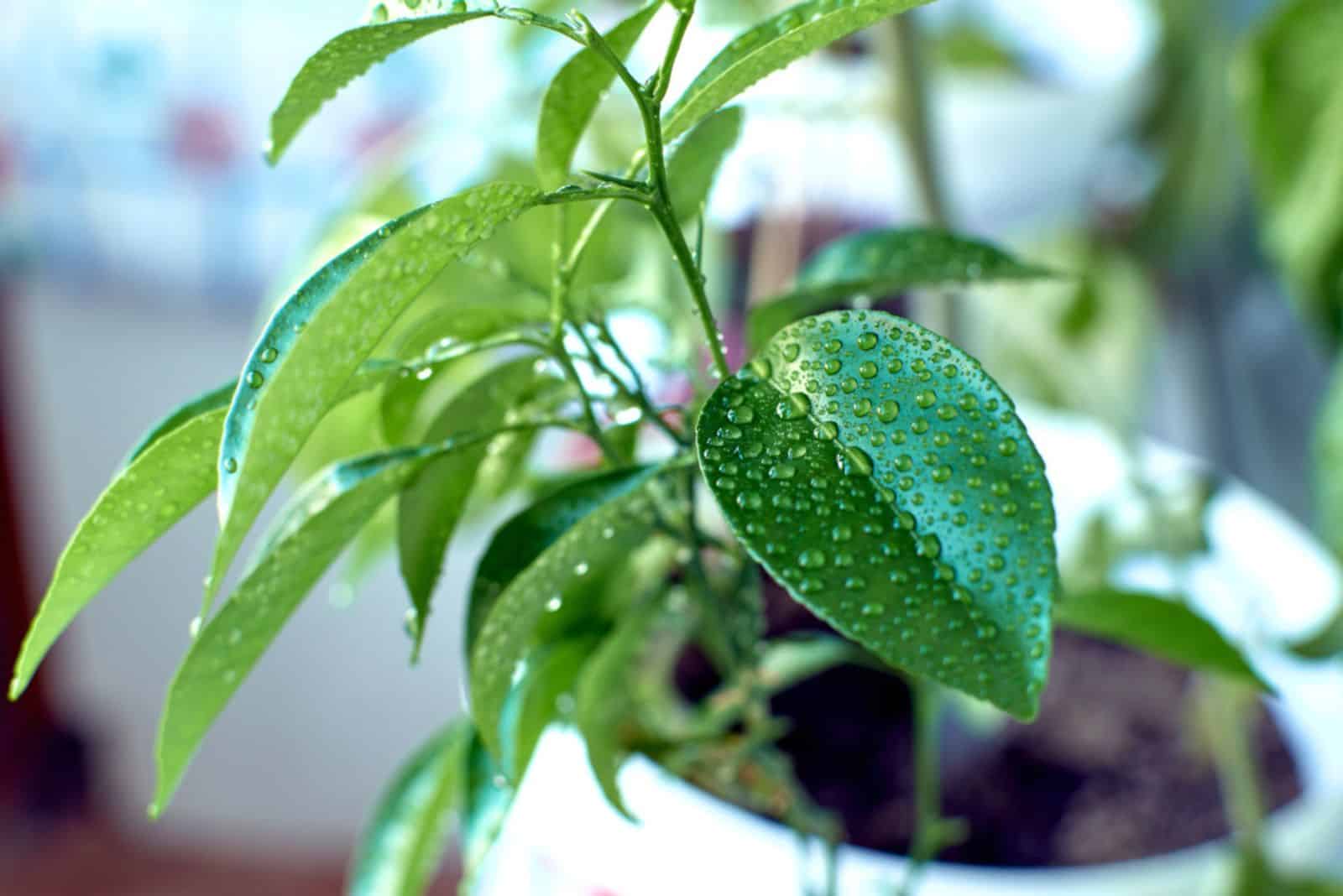 Fresh young green lemon tree leaf close-up with water droplets in a white bucket