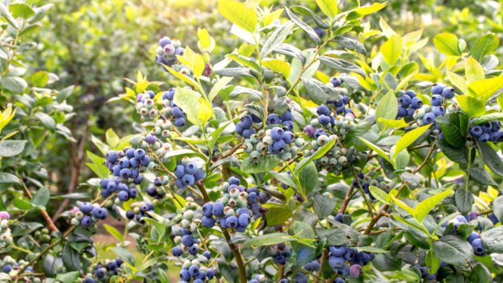 From Tiny Berries to Bucketfuls: Fertilizing Blueberry Bushes Made Easy