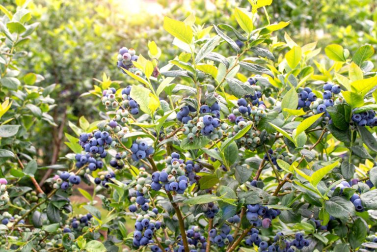 blueberry bush