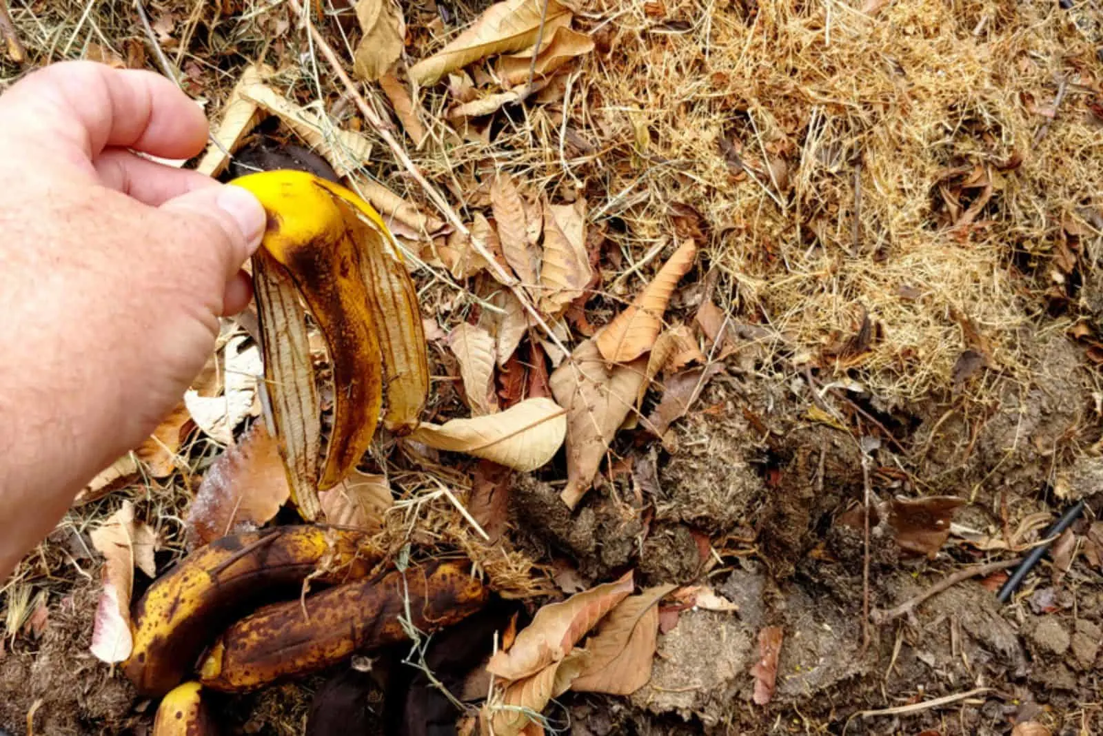 Gardner's Hand Is Shown Recycling A Banana Peel As He Places It In A Compost Pile
