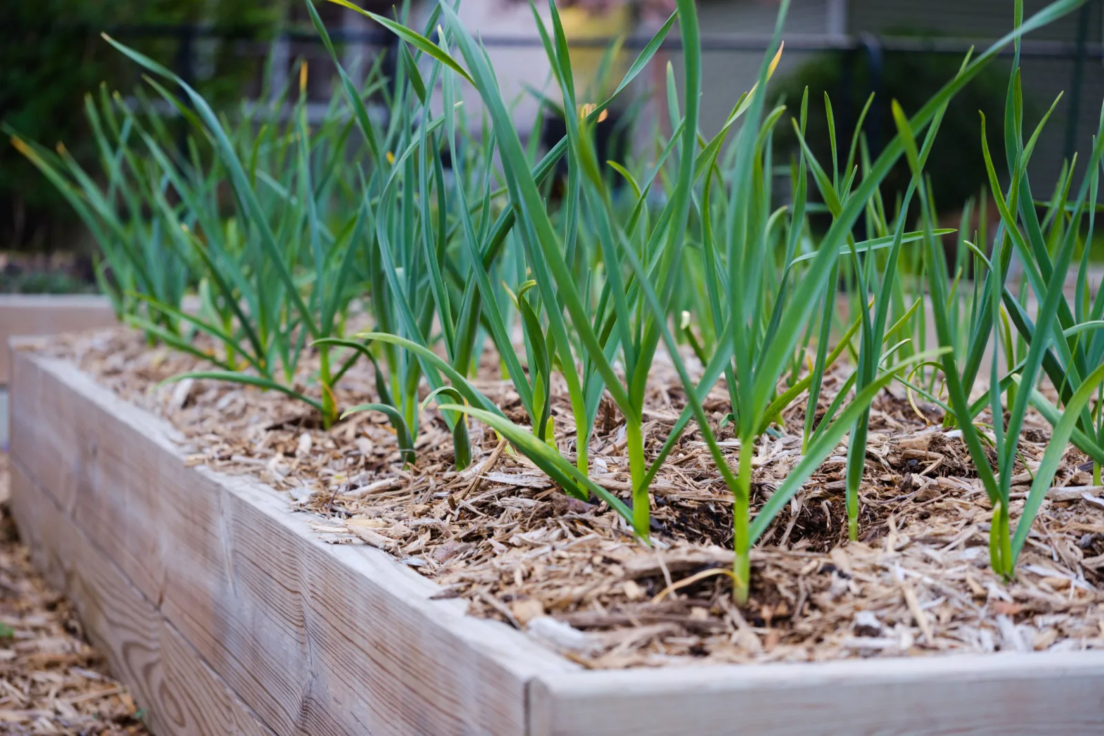 6 Tips To Help You Fill Raised Garden Beds And Get A Large Harvest