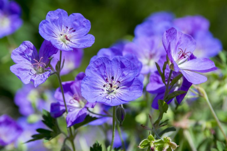 21 Longest Blooming Perennials For A Never-Ending Season