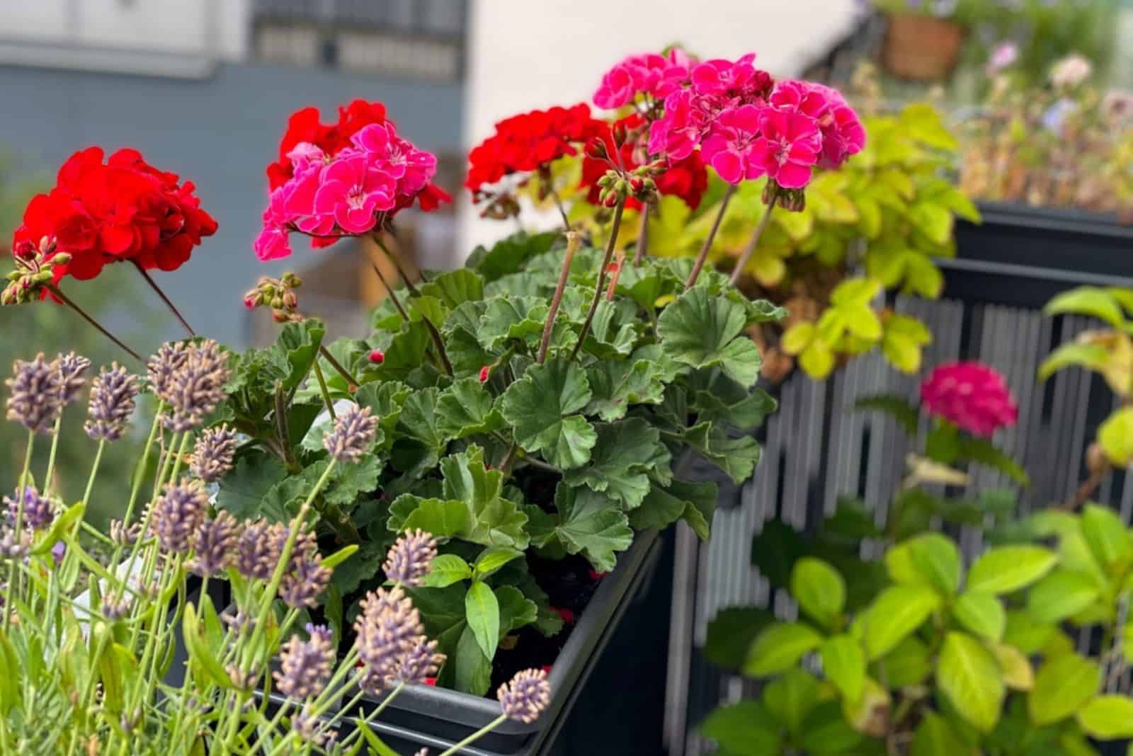 Geraniums in pots on the balcony