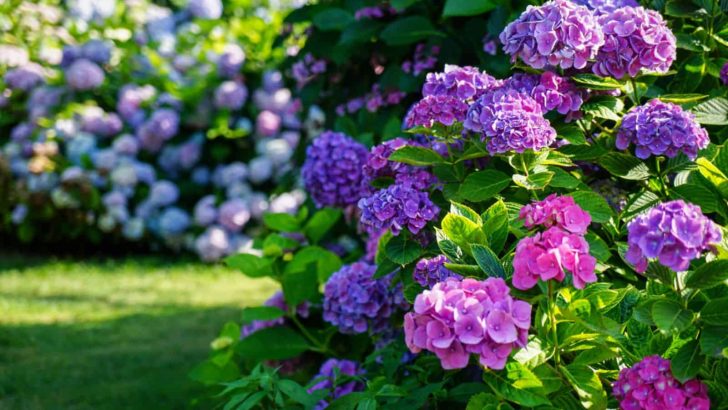 Get The Most Out Of Your Hydrangeas With These Fertilization Tips