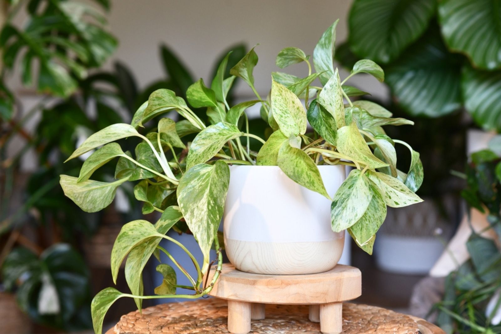 Golden Pothos