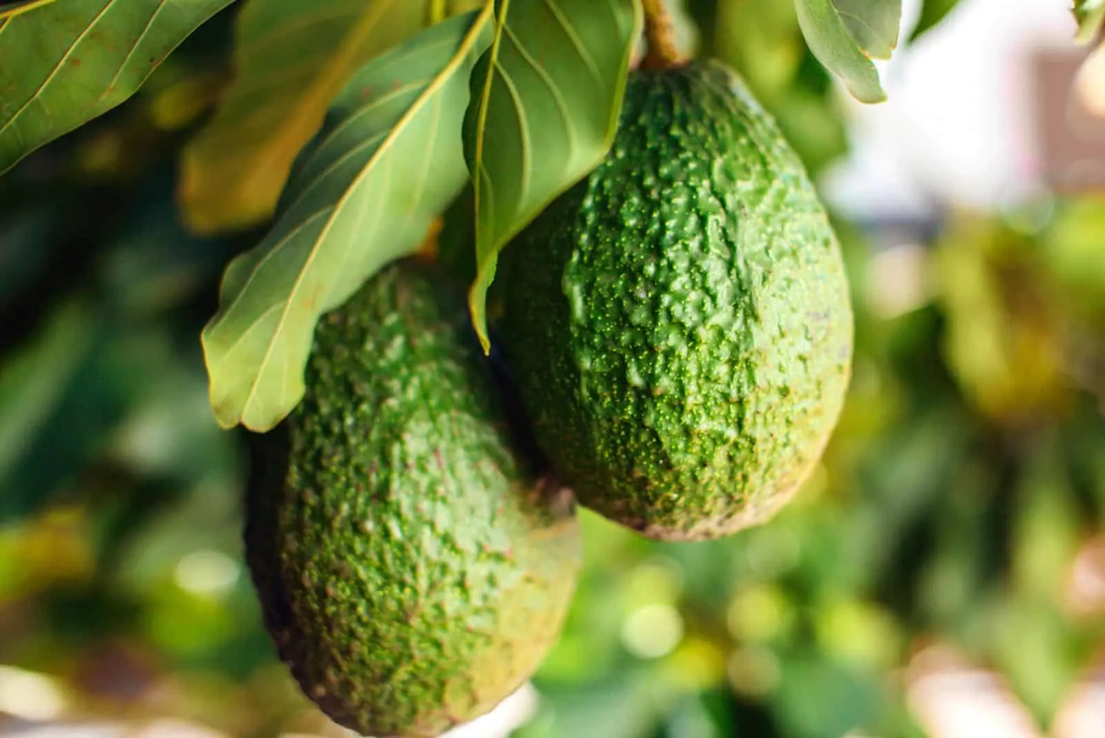 Green fruits of avocado on the tree with leafs.