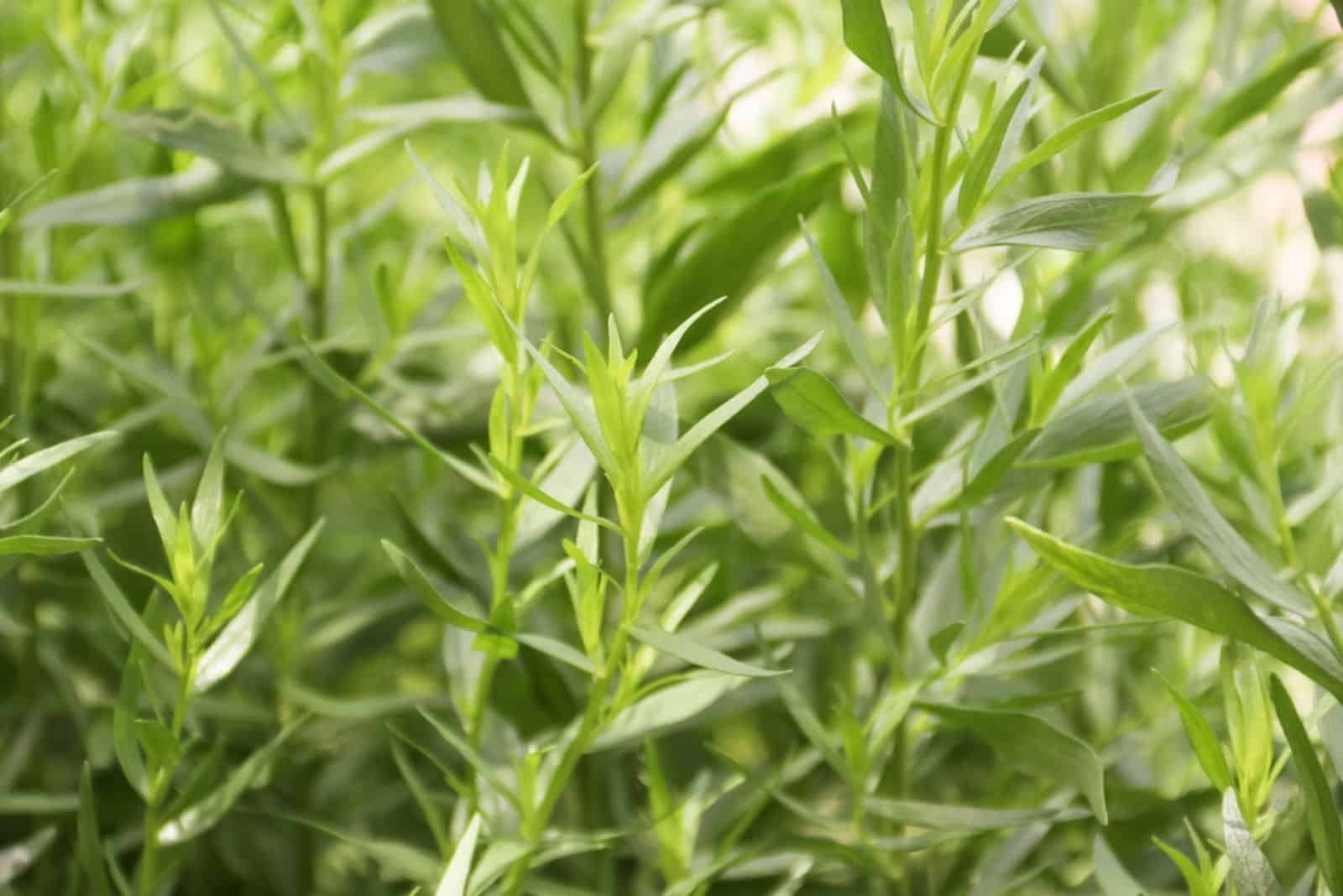 Green herb of the medicinal and food plant Artemisia tarragon
