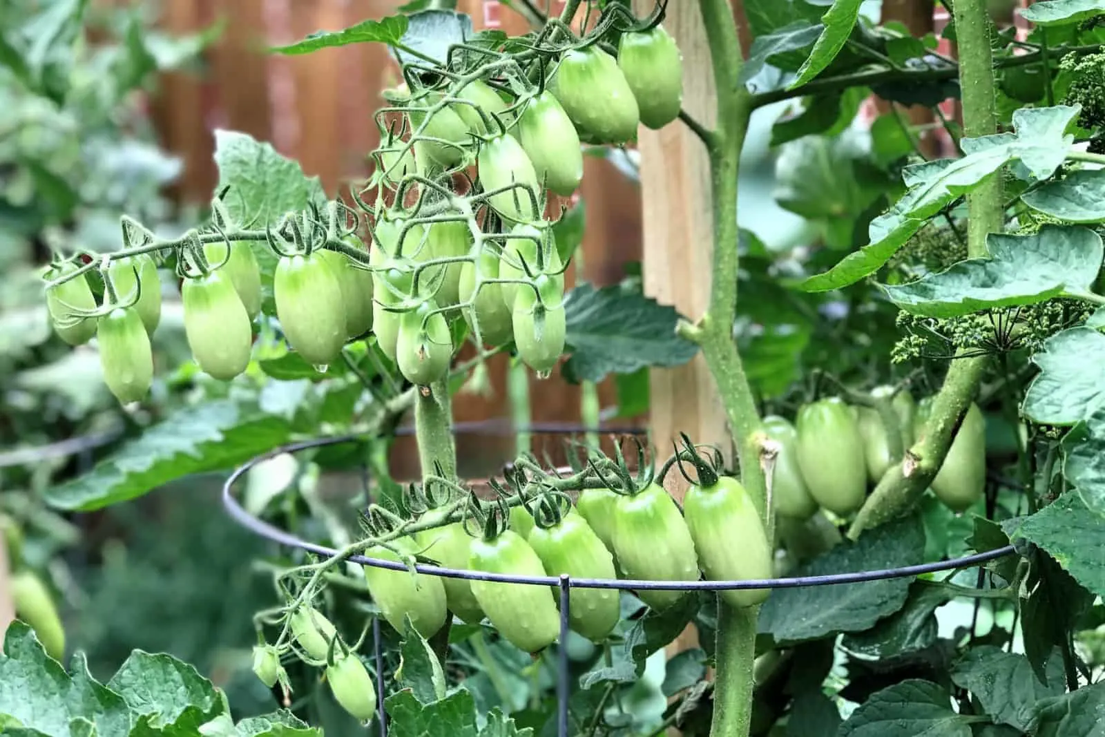 Green, oblong-shaped tomato clusters hanging supported by tomato cage.