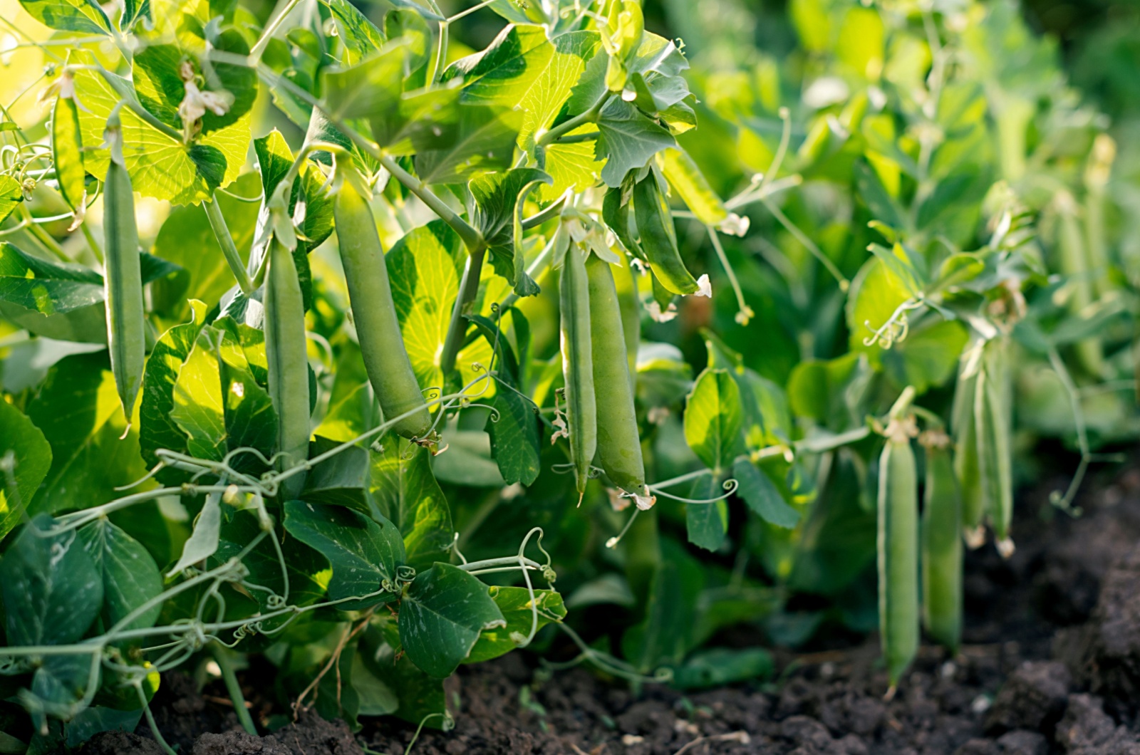 Green peas in the garden