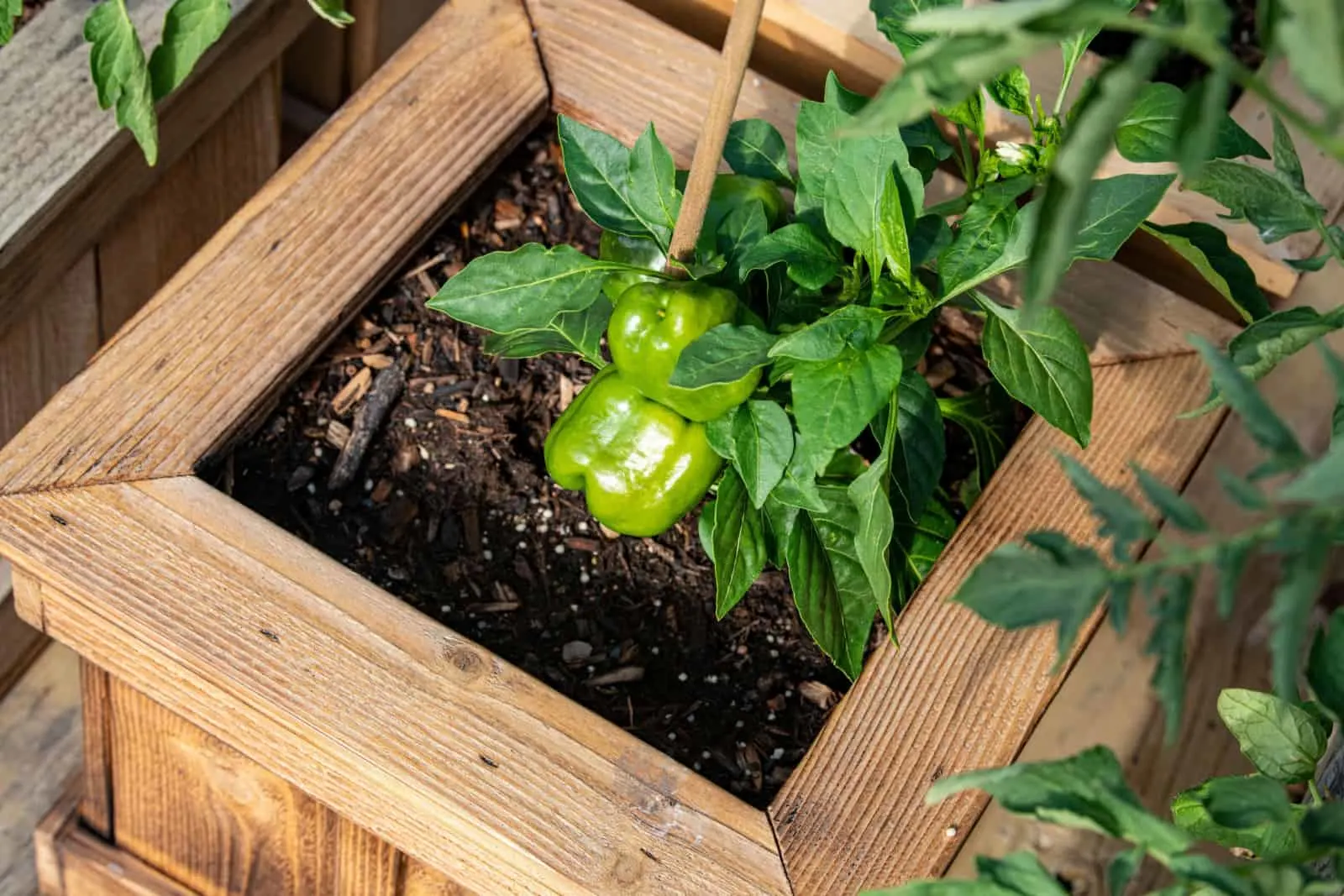 Green peppers in deck planter