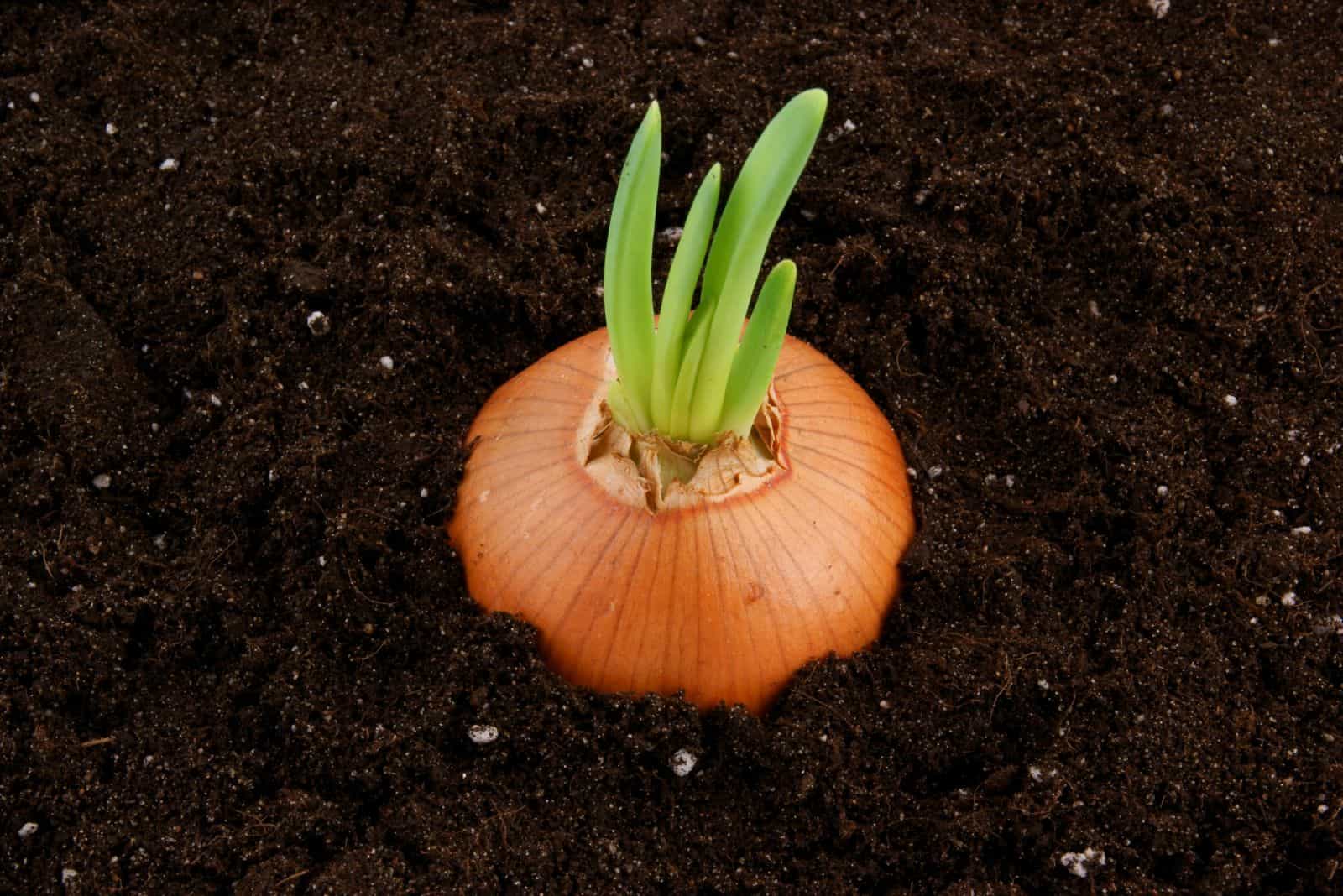 Growing onion bulb with fresh green sprouts in soil