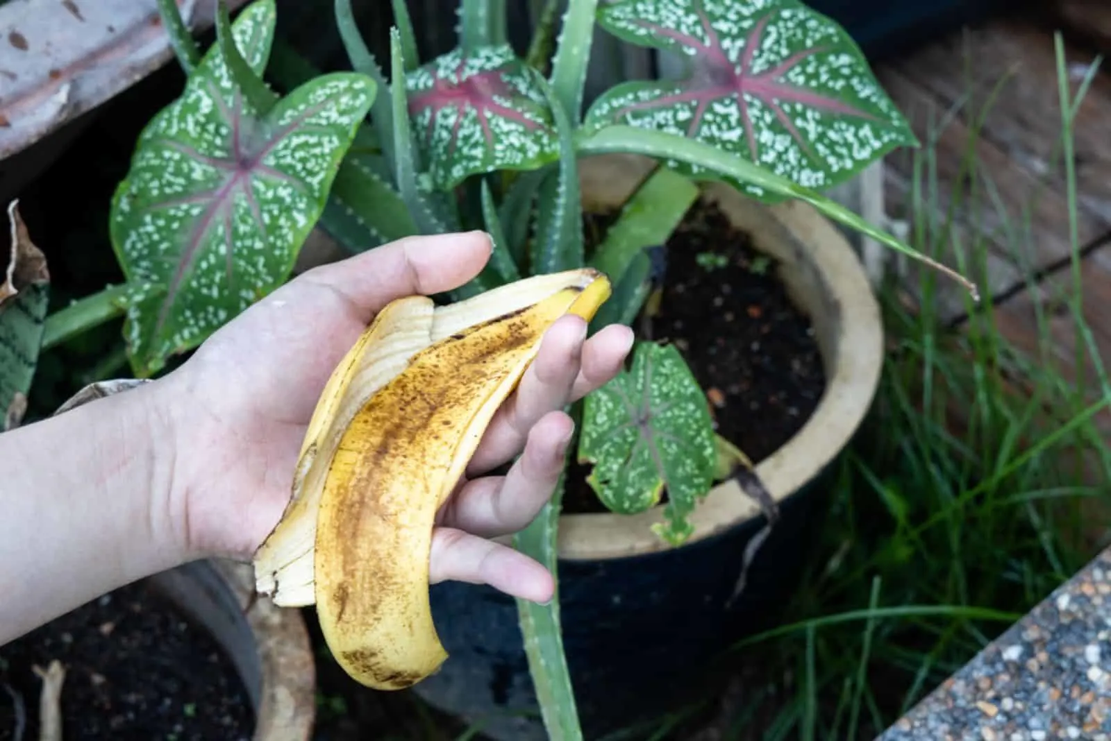 Hand holding banana peel against garden with lush plants