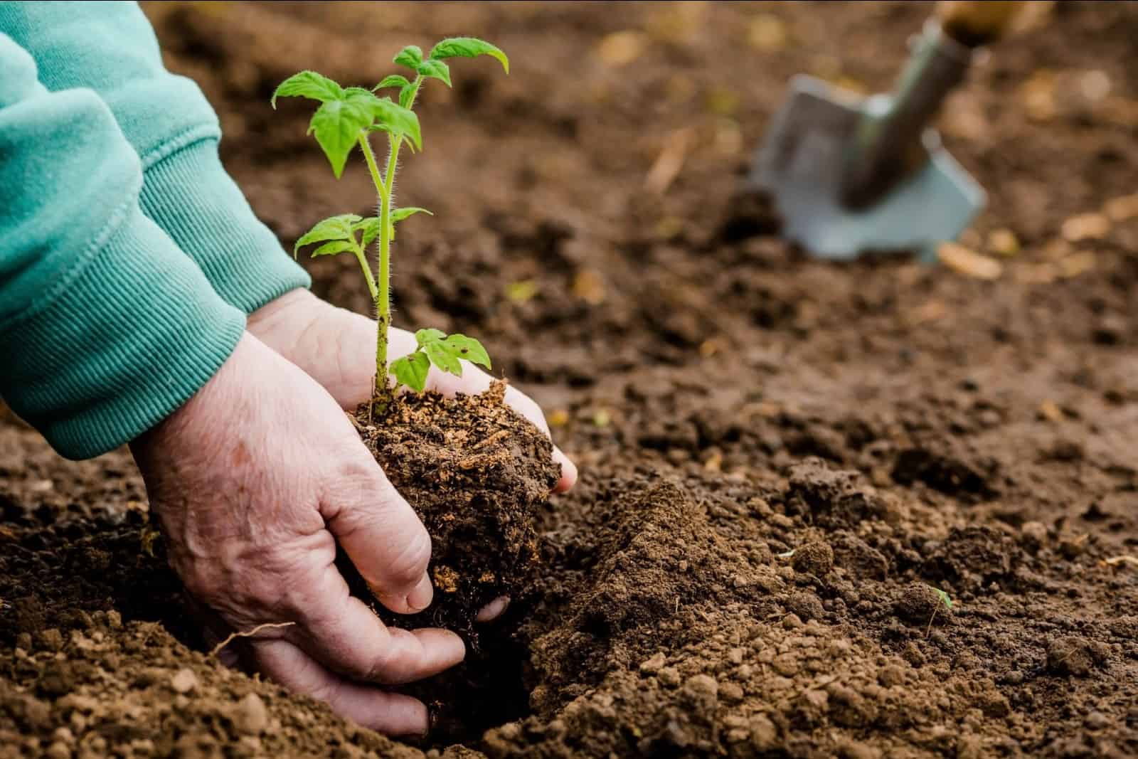 Hands of an elderly woman holding the soil with a young plant.