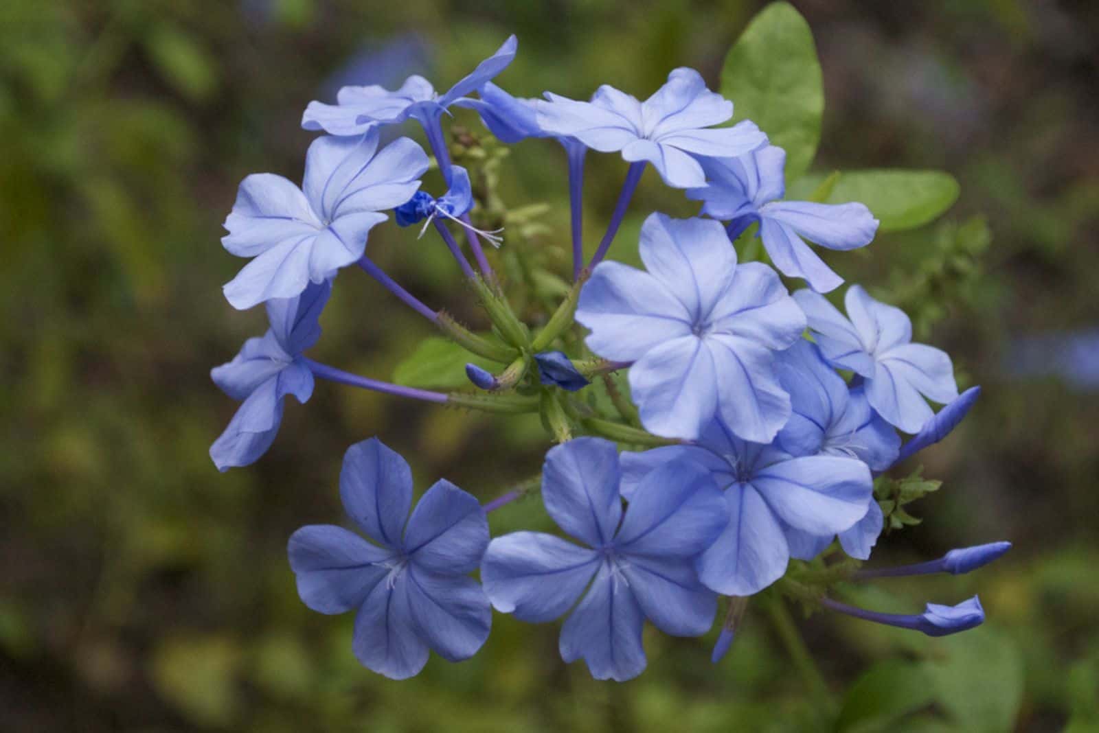 Hardy blue Plumbago Flower