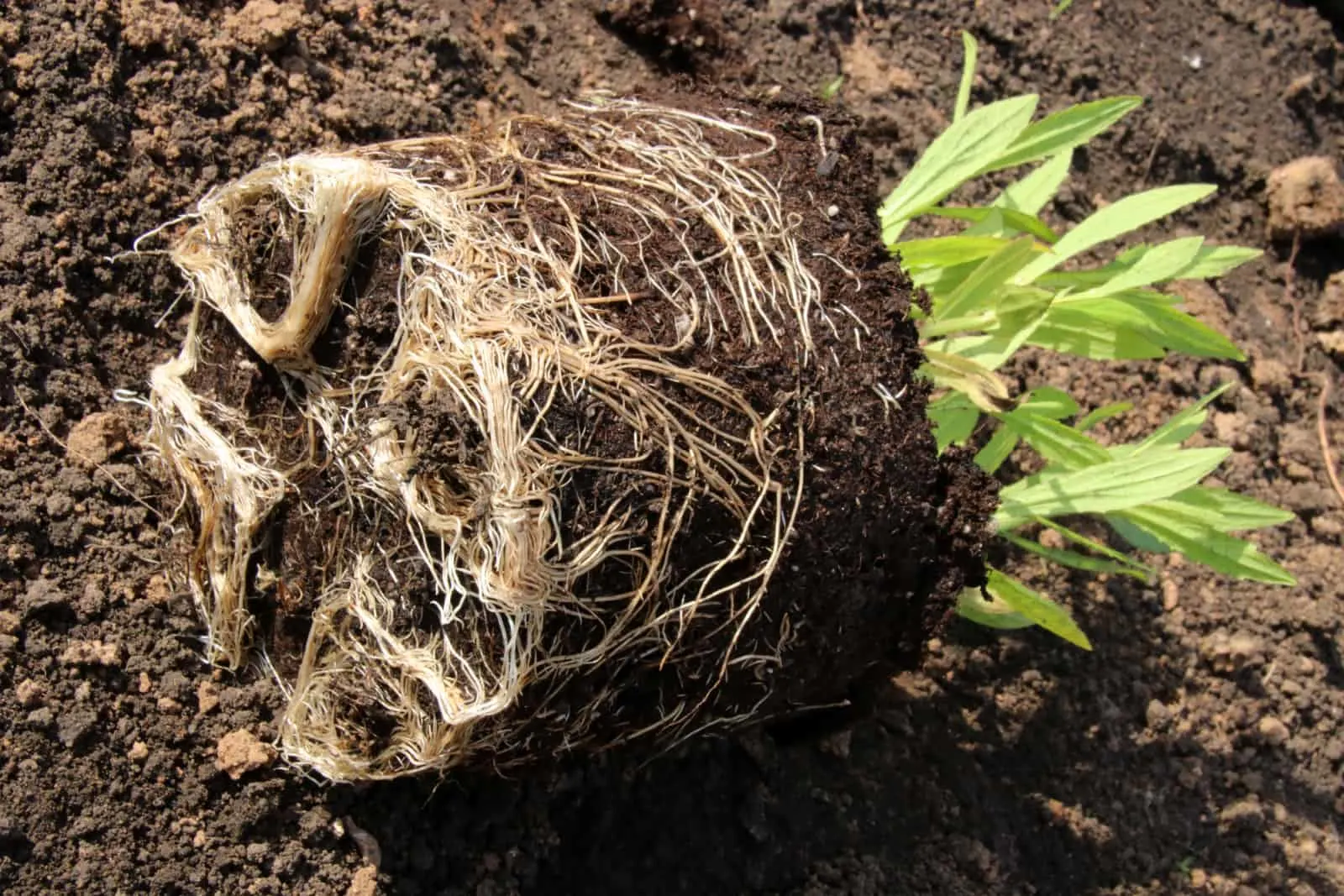 Healthy dense root ball of a cultivar common sneezeweed
