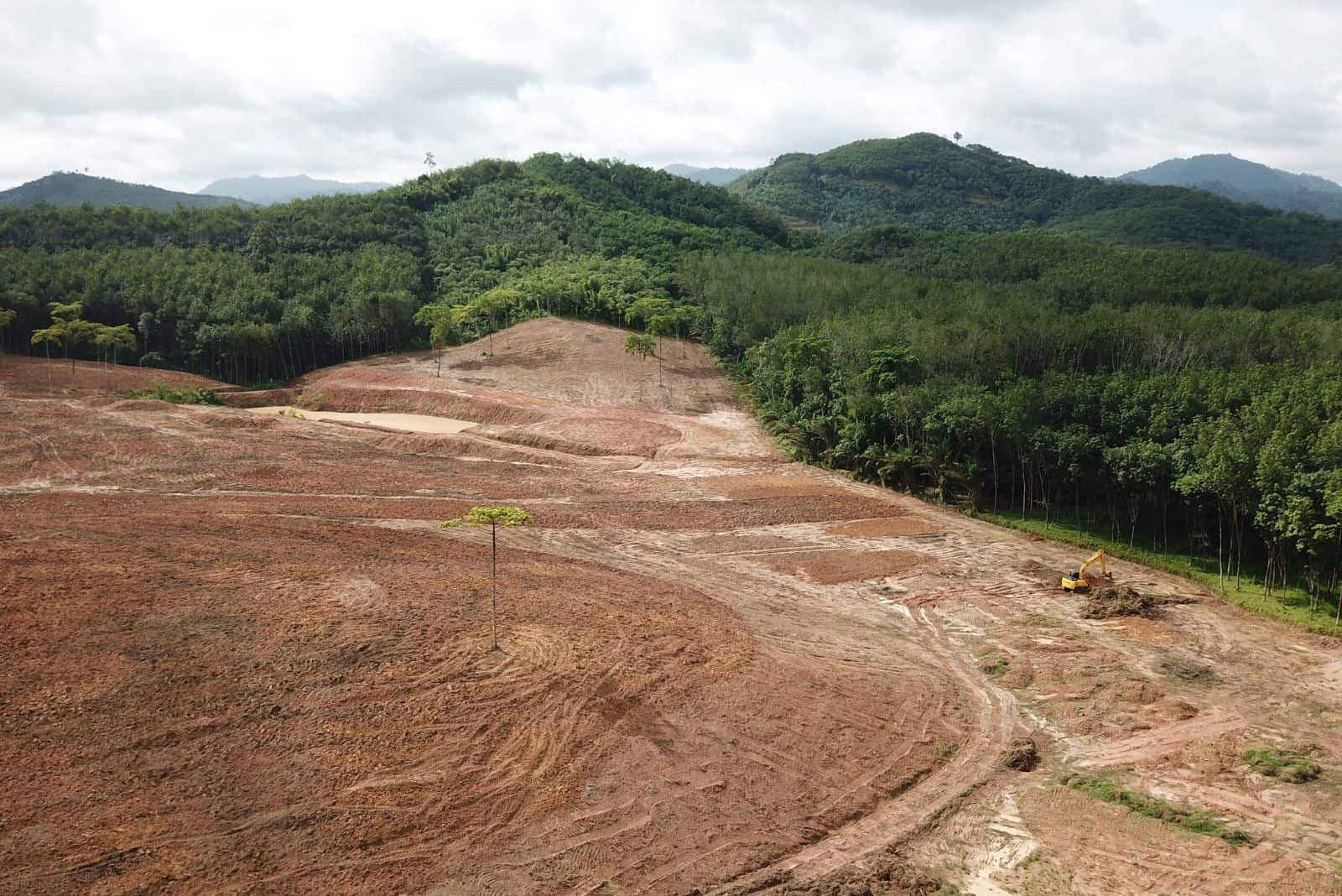 Here’s What A Forest Looks Like After Researchers Dumped Tons Of Coffee Waste Into It