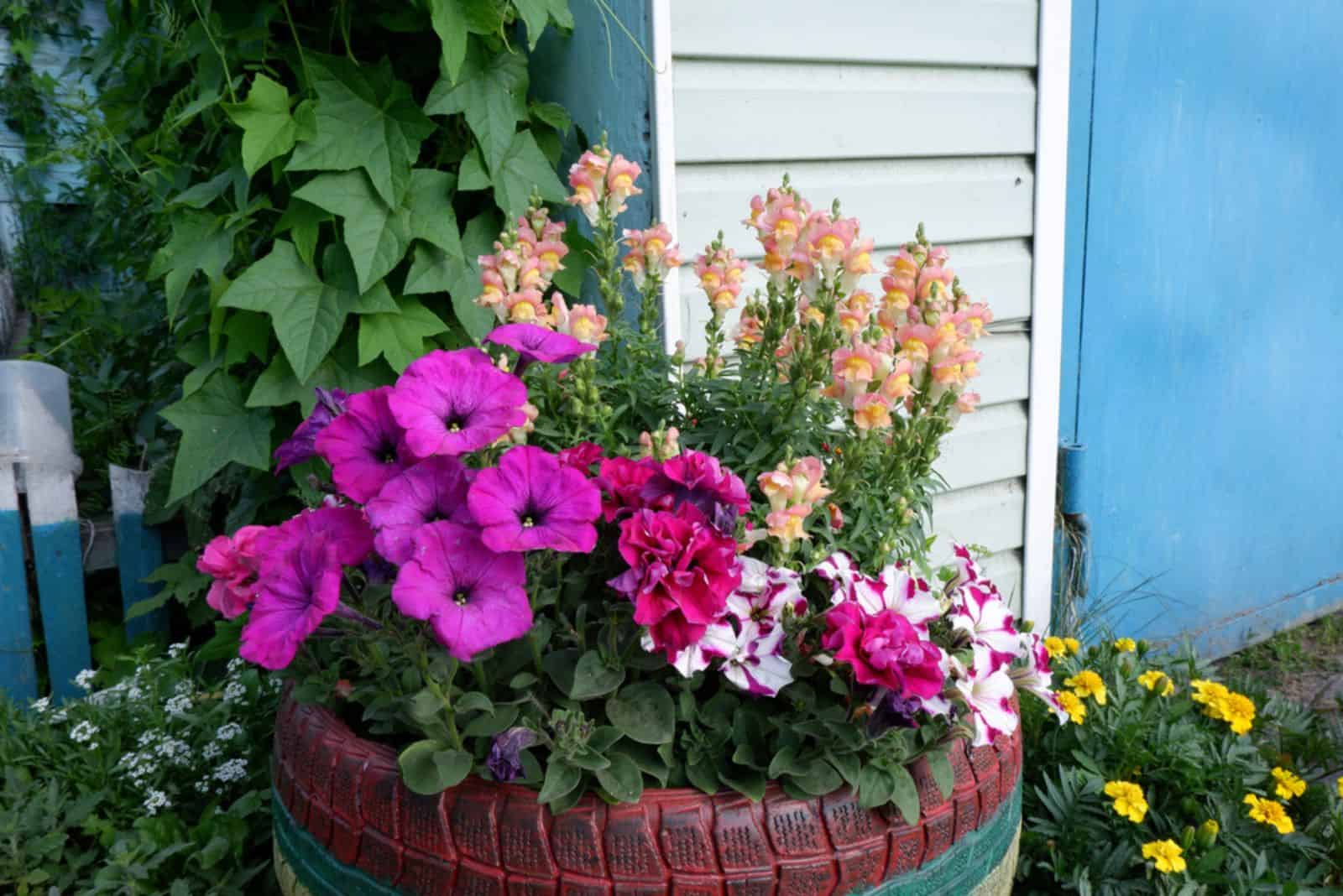 Homemade flowerbed from a car tire with flowers