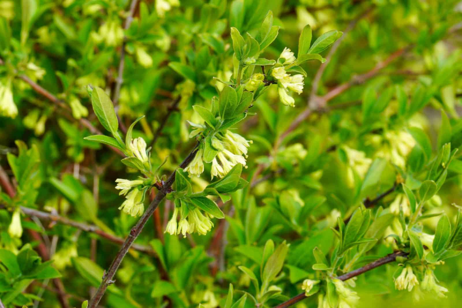 Honeysuckle vine leaves and flowers in spring.