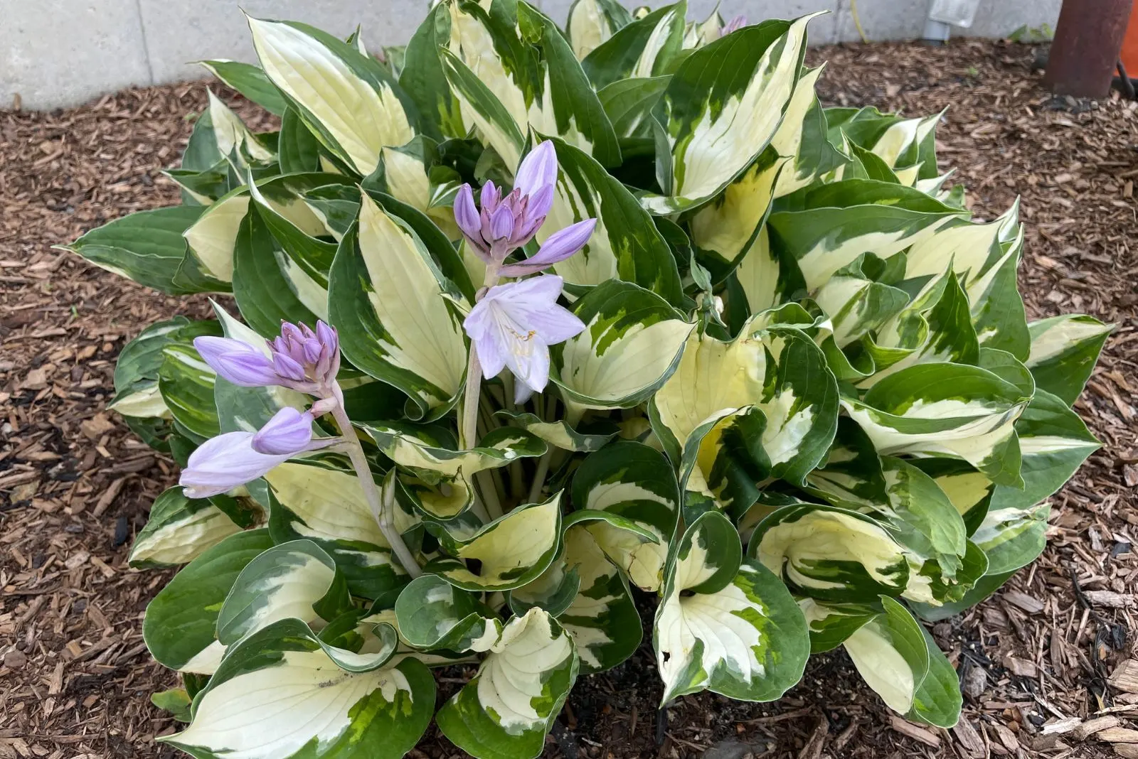 10 Spectacular Plants That Grow Well Under Pine Trees