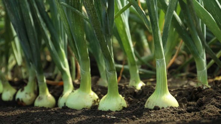 How Many Onions Grow From One Bulb? (Explained)